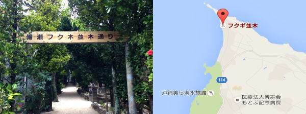 フクギ並木通りの写真と地図