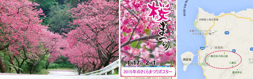 八重岳桜祭りの写真と地図